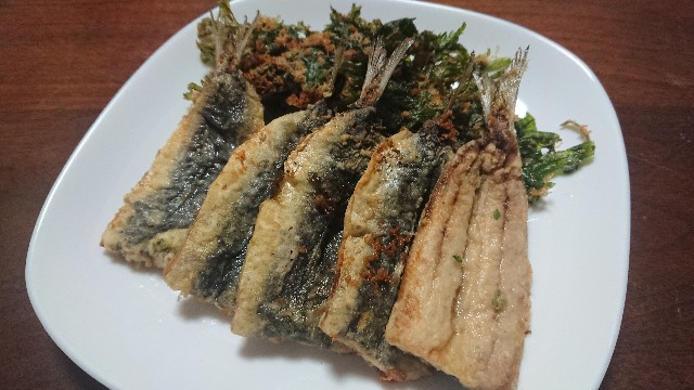 f:id:kote2bengal:20220825220458j:image