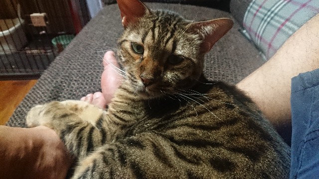 f:id:kote2bengal:20220825220907j:image