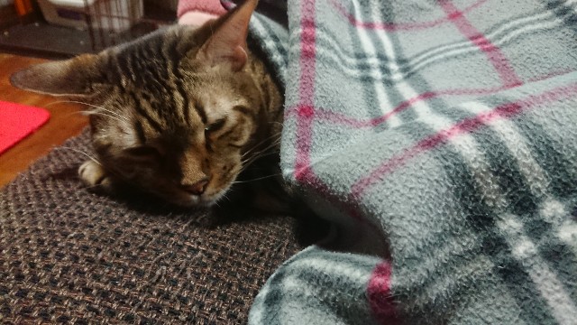 f:id:kote2bengal:20221213061529j:image