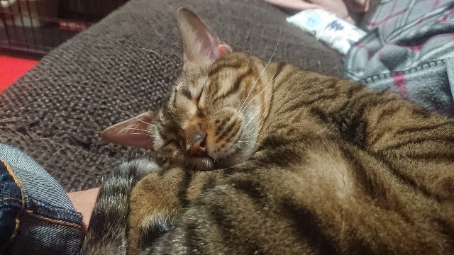 f:id:kote2bengal:20221224224844j:image