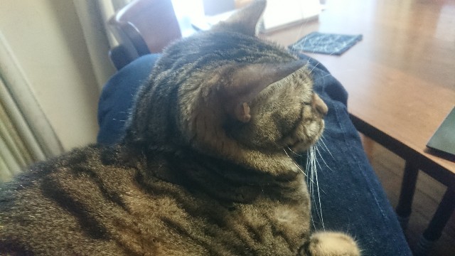 f:id:kote2bengal:20221226220110j:image