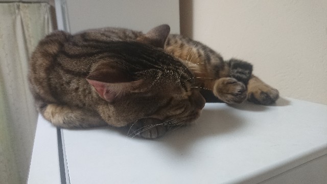 f:id:kote2bengal:20221231231622j:image