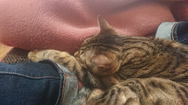 f:id:kote2bengal:20230101194054j:image