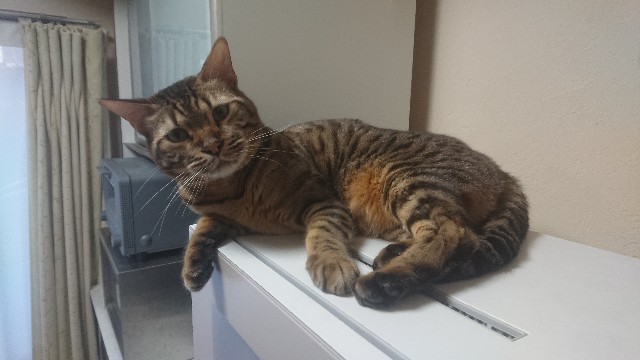 f:id:kote2bengal:20230109224943j:image