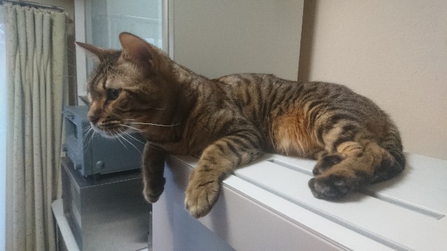 f:id:kote2bengal:20230113224304j:image