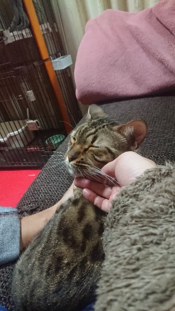 f:id:kote2bengal:20230115232237j:image