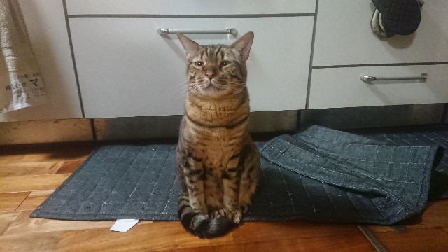 f:id:kote2bengal:20230115233516j:image