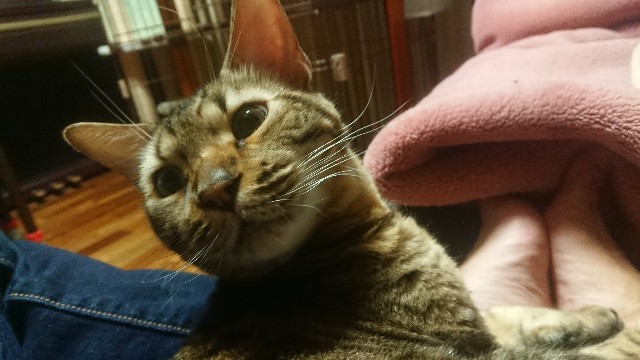 f:id:kote2bengal:20230116202404j:image