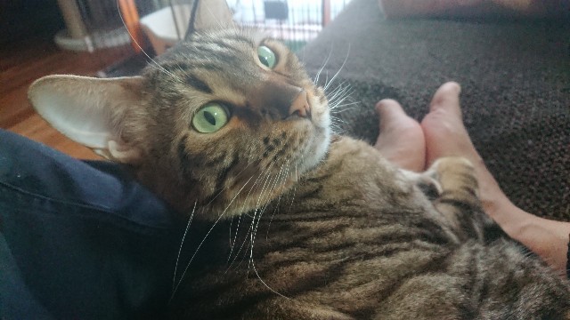 f:id:kote2bengal:20230130080352j:image