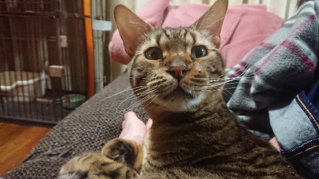 f:id:kote2bengal:20230204230600j:image