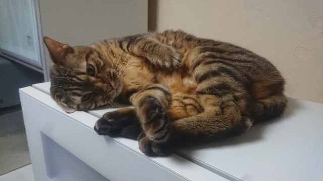 f:id:kote2bengal:20230205121729j:image