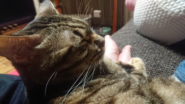 f:id:kote2bengal:20230205213946j:image