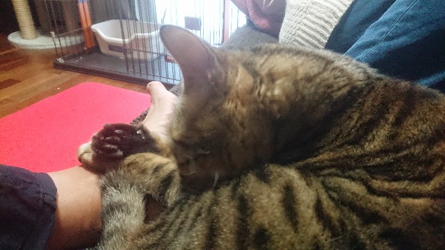 f:id:kote2bengal:20230211133418j:image