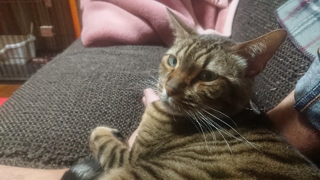 f:id:kote2bengal:20230219190514j:image