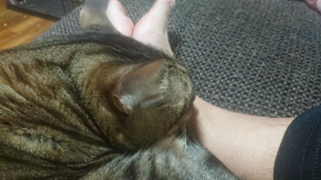 f:id:kote2bengal:20230223125001j:image