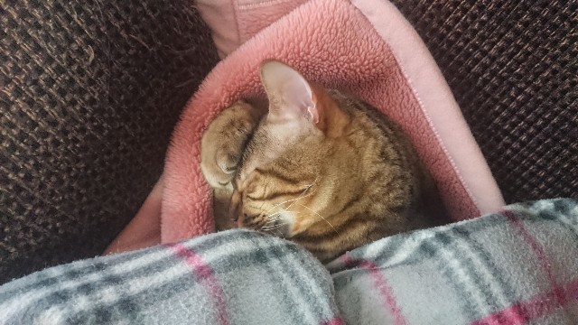 f:id:kote2bengal:20230224121342j:image