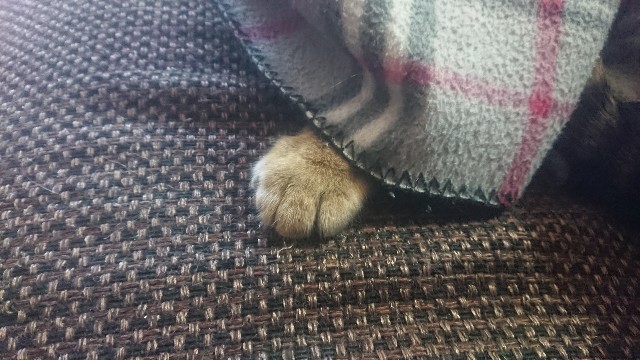 f:id:kote2bengal:20230304214616j:image