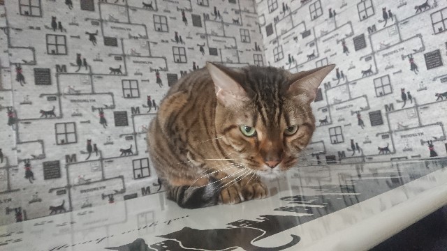 f:id:kote2bengal:20230306115057j:image