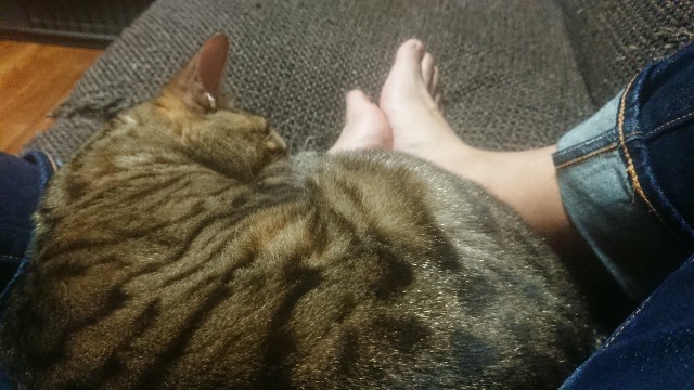 f:id:kote2bengal:20230306215345j:image