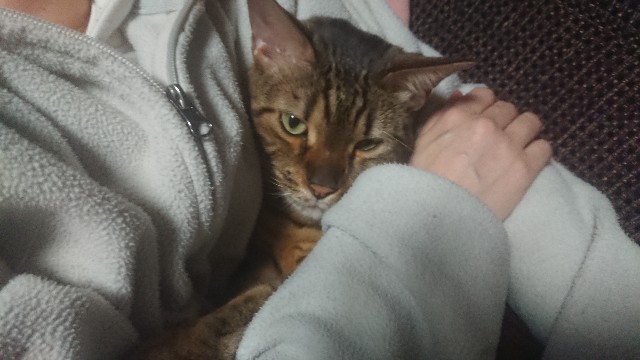 f:id:kote2bengal:20230319192950j:image