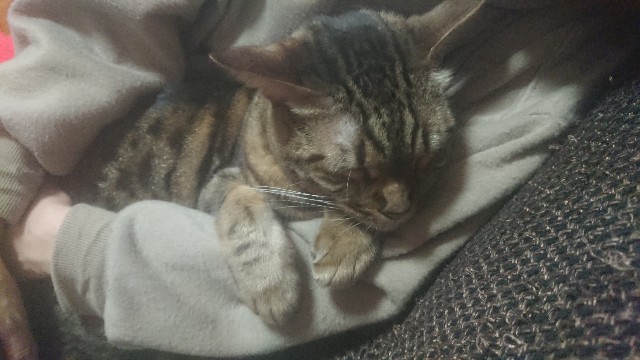 f:id:kote2bengal:20230409124112j:image