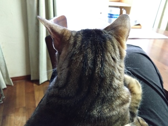 f:id:kote2bengal:20230511210900j:image