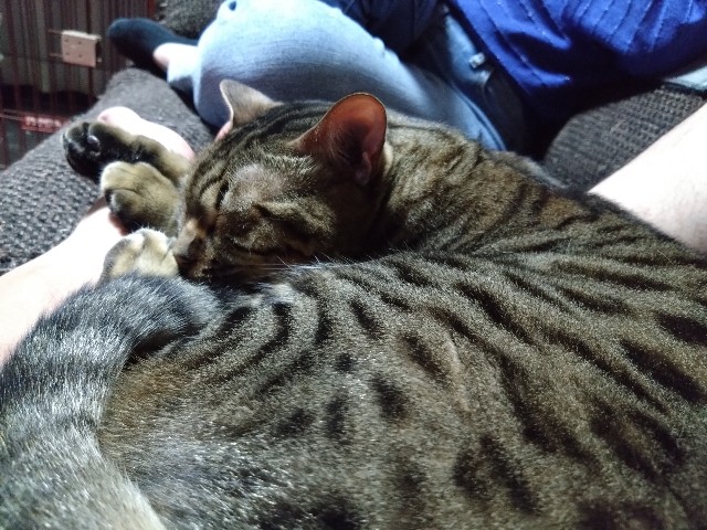 f:id:kote2bengal:20230604125111j:image