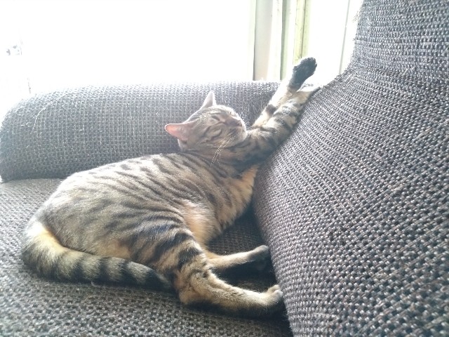 f:id:kote2bengal:20230604215252j:image