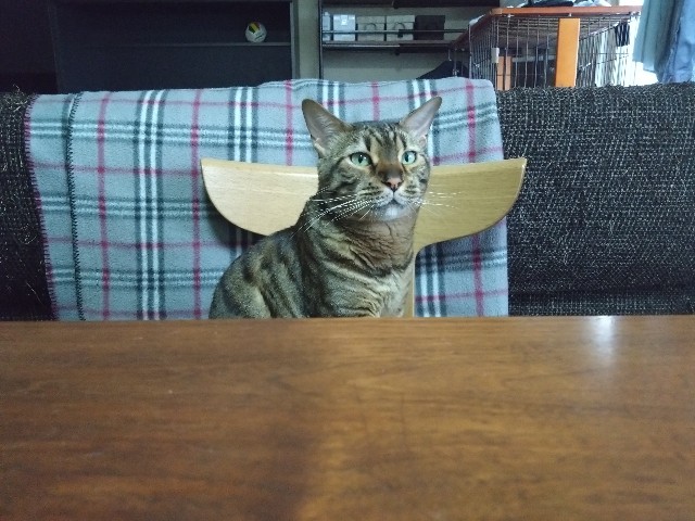 f:id:kote2bengal:20230615203448j:image