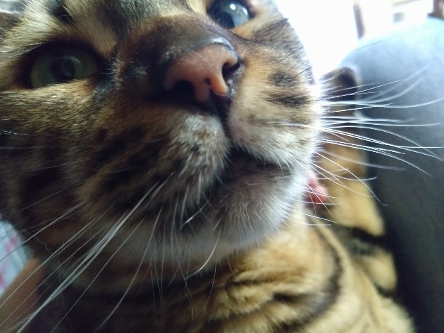 f:id:kote2bengal:20230711121311j:image