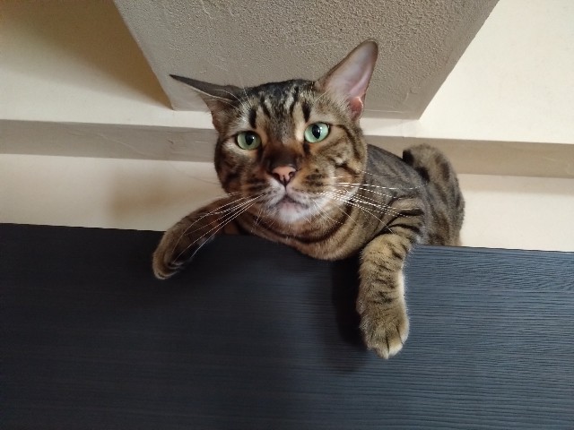 f:id:kote2bengal:20230729220538j:image