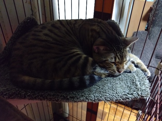 f:id:kote2bengal:20230820212805j:image