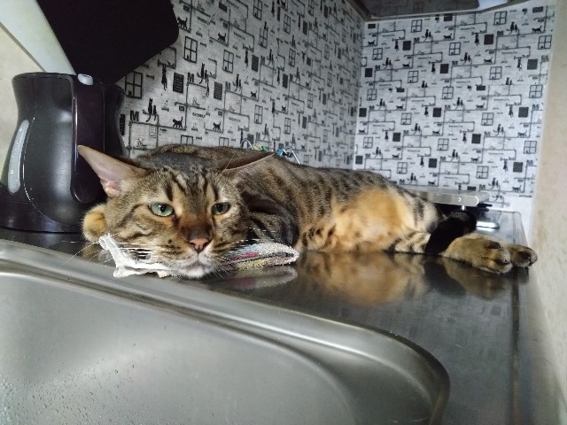 f:id:kote2bengal:20230830071740j:image