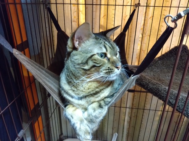 f:id:kote2bengal:20230909212445j:image