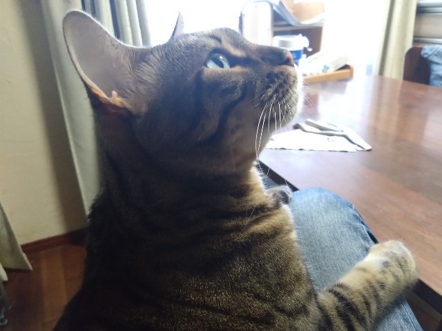 f:id:kote2bengal:20231007074431j:image