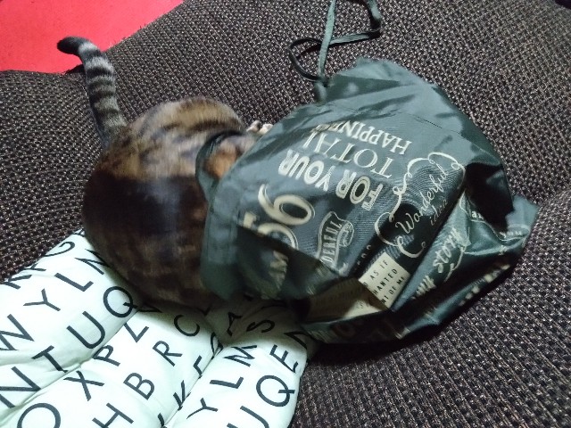 f:id:kote2bengal:20231007194742j:image