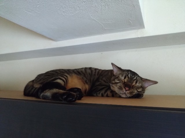 f:id:kote2bengal:20231009224529j:image