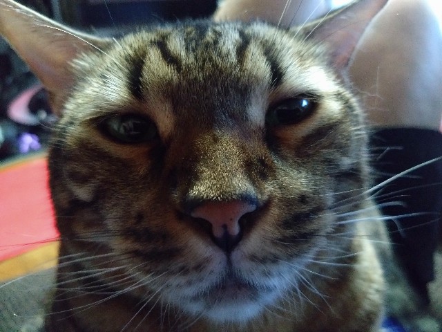 f:id:kote2bengal:20231022130758j:image