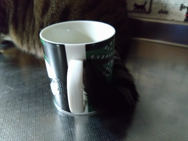 f:id:kote2bengal:20231030232904j:image