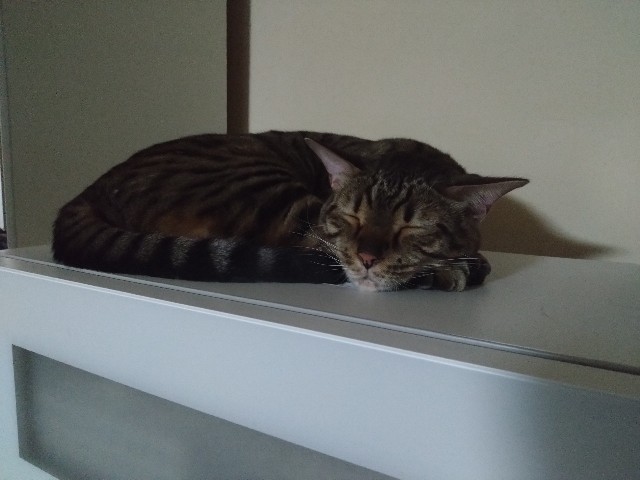 f:id:kote2bengal:20231112130238j:image