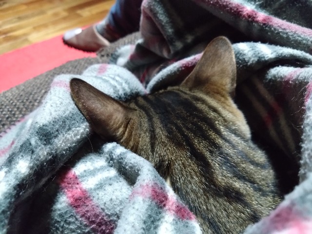 f:id:kote2bengal:20231118223923j:image