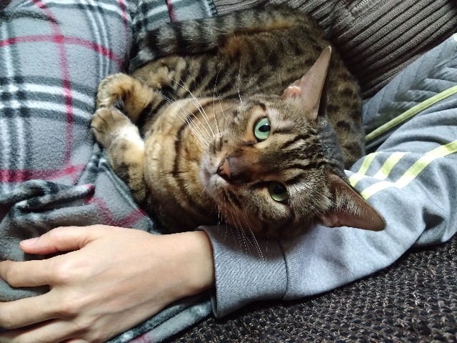 f:id:kote2bengal:20231123220846j:image