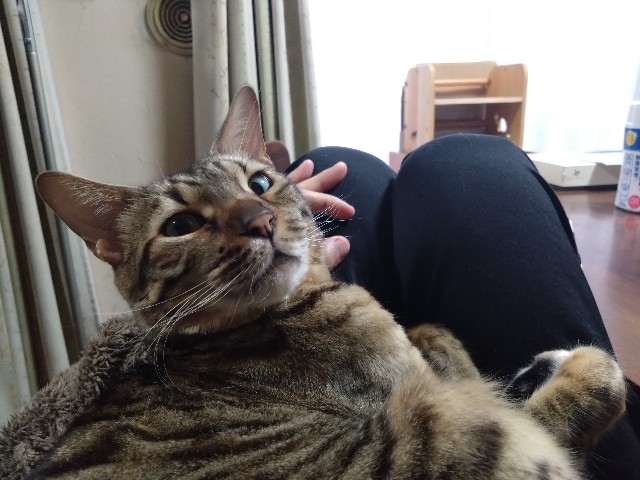 f:id:kote2bengal:20231126115836j:image