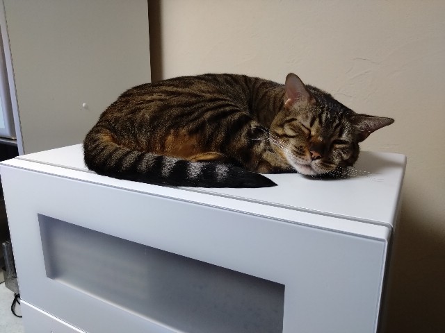 f:id:kote2bengal:20231130114923j:image