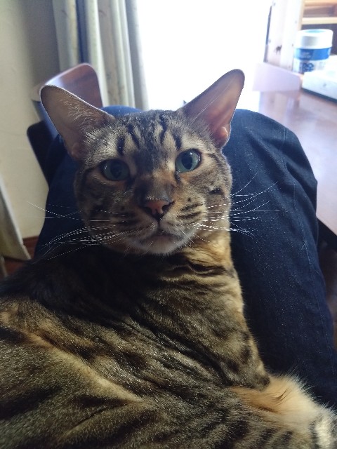 f:id:kote2bengal:20231130204225j:image