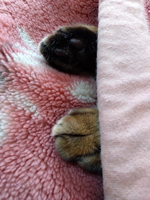 f:id:kote2bengal:20231203212747j:image