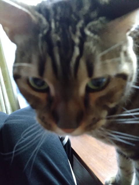 f:id:kote2bengal:20231204065040j:image