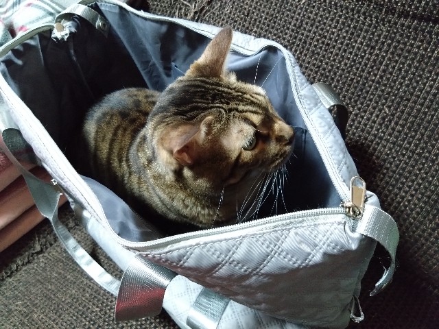 f:id:kote2bengal:20231205170814j:image