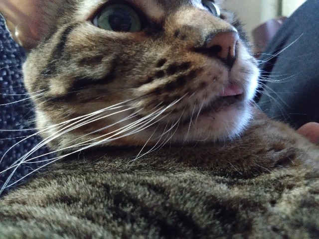 f:id:kote2bengal:20231210163823j:image