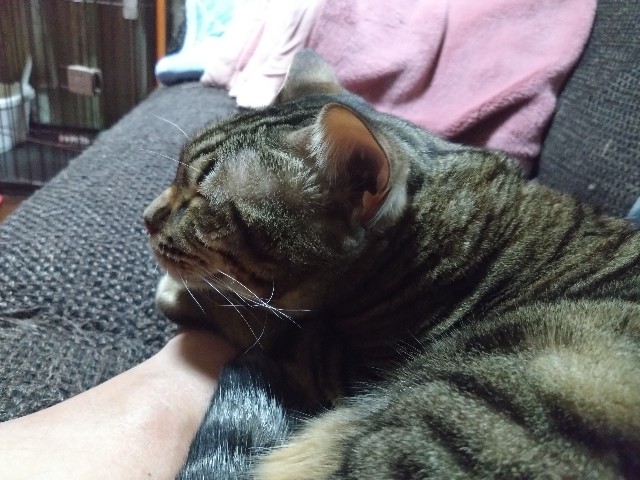 f:id:kote2bengal:20231218002035j:image